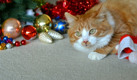 Orange cat pet and christmas decorの素材