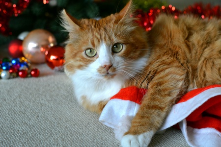 Orange cat pet and christmas decorの素材
