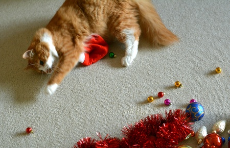 Orange cat pet and christmas decorの素材