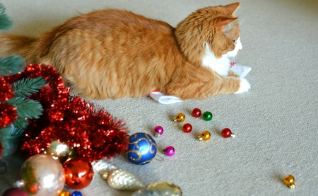 Orange cat pet and christmas decorの素材