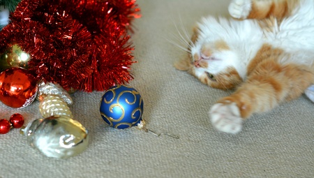 Orange cat pet and christmas decorの素材