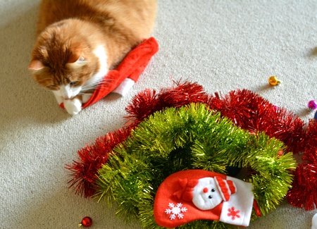 Orange cat pet and christmas decorの素材