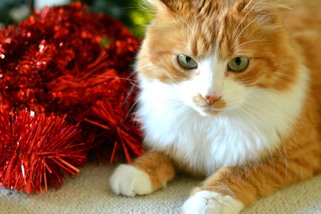 Orange cat pet and christmas decorの素材