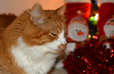 Cat pet christmas time and decor snowmanの素材
