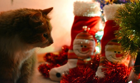 Cat pet christmas time and decor snowmanの素材