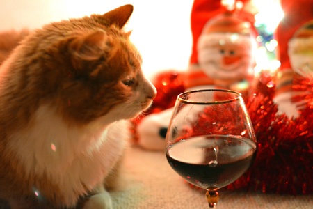 Cat pet christmas time and wine glassの素材