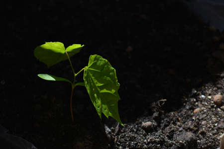 Green plant growing in the ground in sunlight spring time