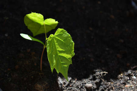 Young Green plant growing in the ground in sunlight spring timeの写真素材