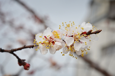 apricot flowersの写真素材