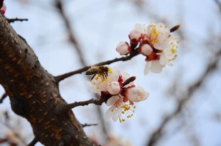 bee on a flower apricotの写真素材