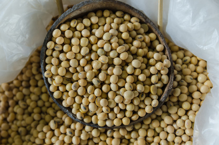 soybean.の写真素材