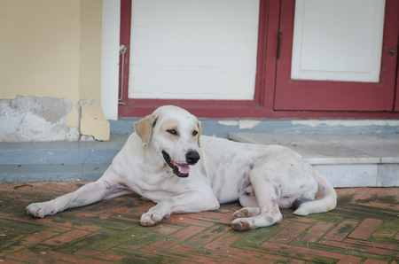 Dog Thailand smile.の写真素材