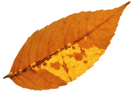 autumn red leaf isolated on a white