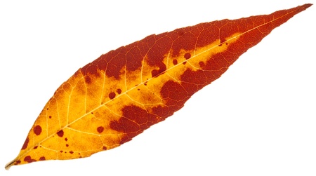 autumn yellow leaf isolated on a whiteの写真素材