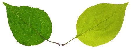 green leaf isolated on a whiteの写真素材