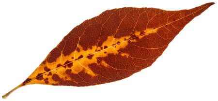 autumn yellow leaf isolated on a white
