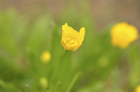 Soft-focus close-up of yellow flowerの写真素材