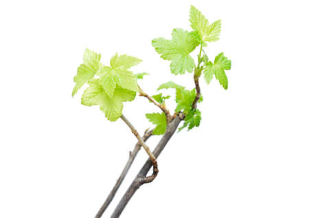 seedling currants isolated on white backgroundの写真素材