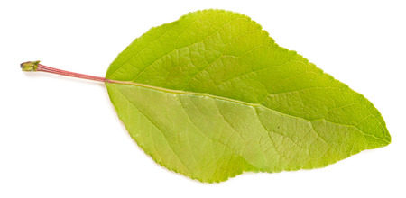 green leaf isolated on white backgroundの写真素材
