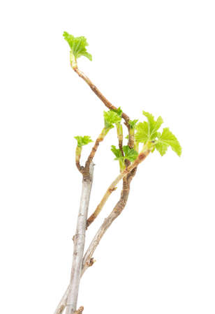 seedling currants isolated on white backgroundの写真素材