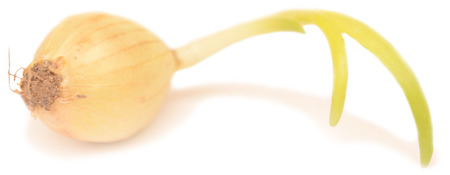 onion isolated on white backgroundの写真素材