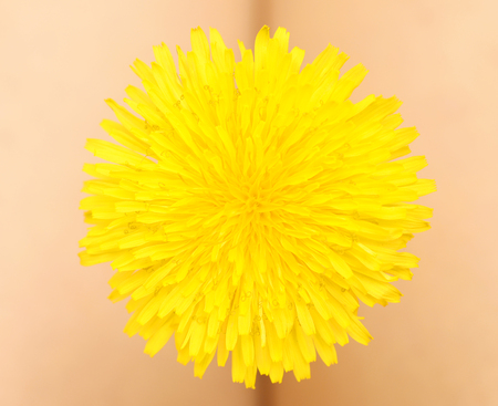 yellow dandelion on the background of the skinの写真素材