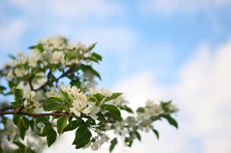 blossom apple tree