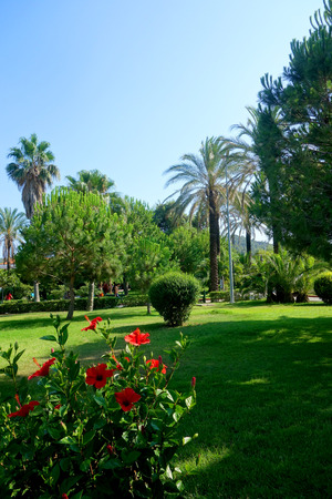 palm trees against the skyの写真素材
