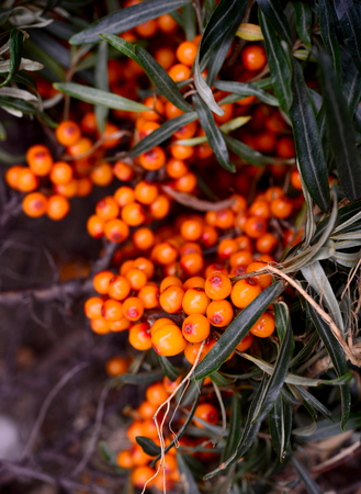 branch with berries of sea buckthorn and green leaves on a background of grass and skyの写真素材
