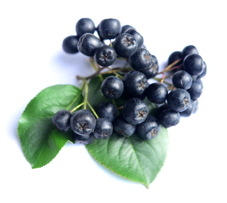 chokeberry in closeup on a whiteの写真素材