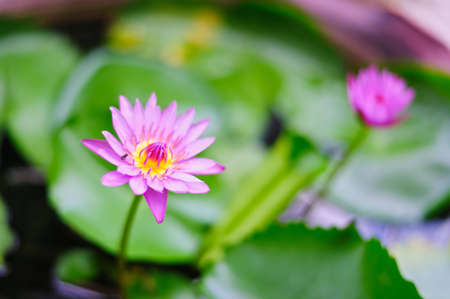 Lotusの写真素材