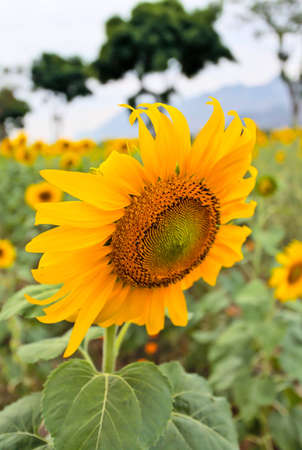 Sun flowerの写真素材