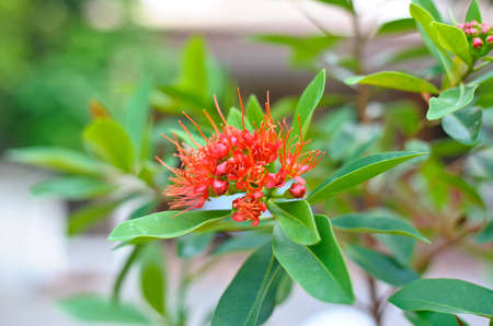 The red flowerの写真素材