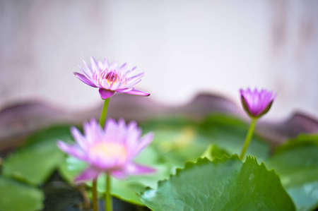 Tripple lotusの写真素材