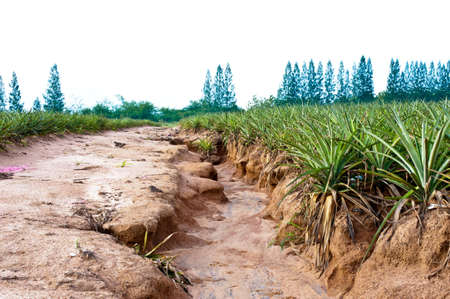Pineapple field mini canyon in Thailandの写真素材