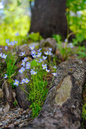 Flowersの写真素材