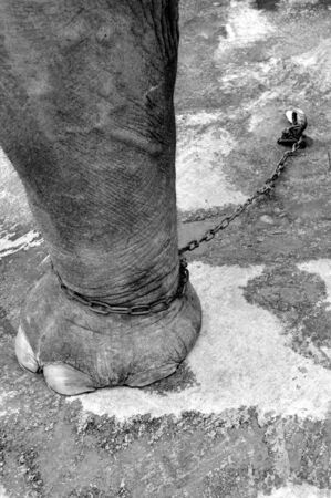 This is The future of elephants? の写真素材