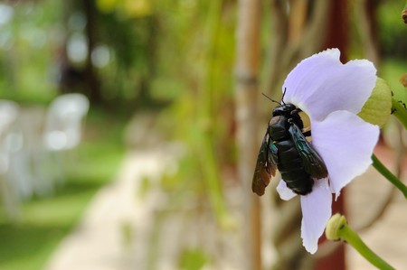 This is Insect in Flower in line Marco