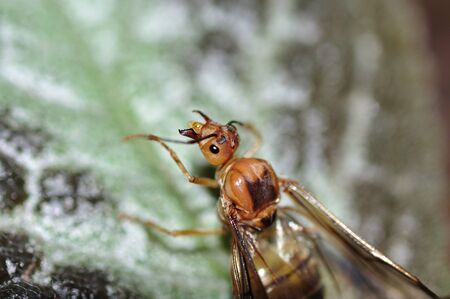 This is Ant from Thailand.It has Wings.の写真素材