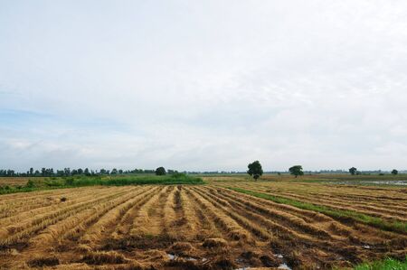 This is a Rice fields in Supanburi,Thailandの写真素材