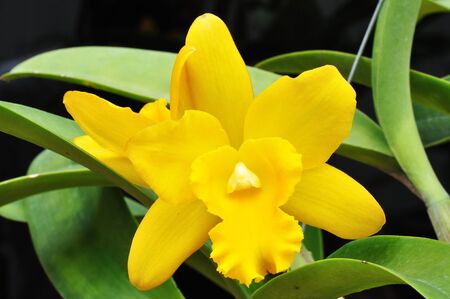 This is a Yellow Orchid from thailandの写真素材