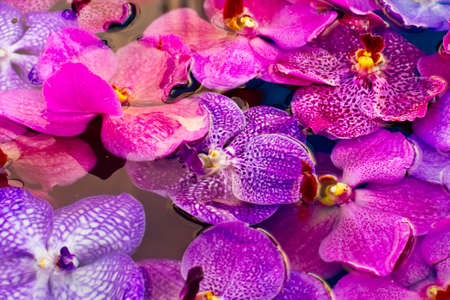 orchids