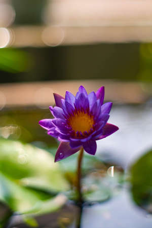 lotus in the blossomの写真素材