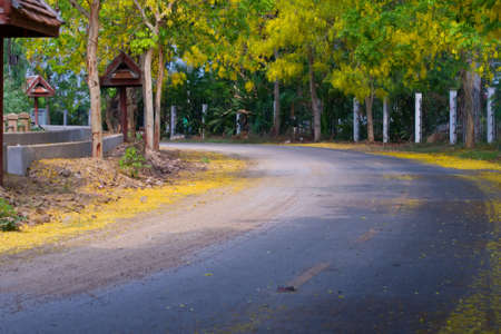 Country road across colorful treeの写真素材