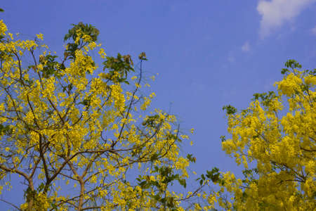 cassia flowerの写真素材
