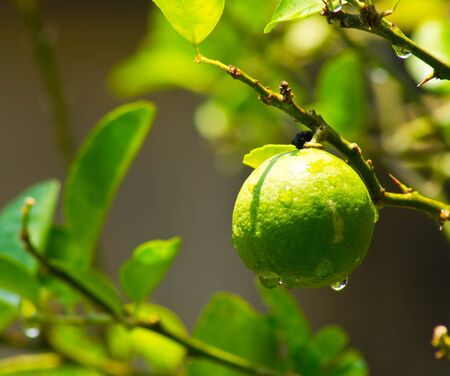 Lemon in a treeの写真素材