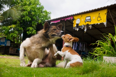A big dog and small dog play on the field