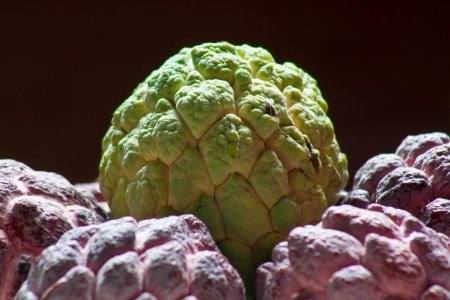 Sugar apple which one of fruit from tropical areaの写真素材