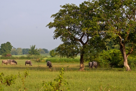 Rice field with buffalo and big tree in countrysideの写真素材