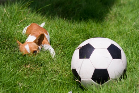 Small puppy with ball in the field at homeの写真素材